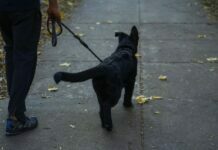 What Should You Do If Your Pet Dog Bites Someone? dog-bite-lawyer